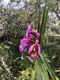Orquídea, Camino Inca
